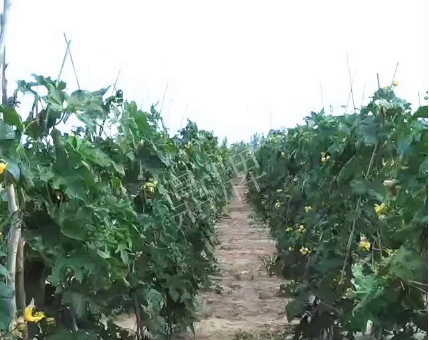 蔬菜種子種植戶客戶點(diǎn)評(píng)-種植這個(gè)品種，獲得高收入，老婆的功勞最大