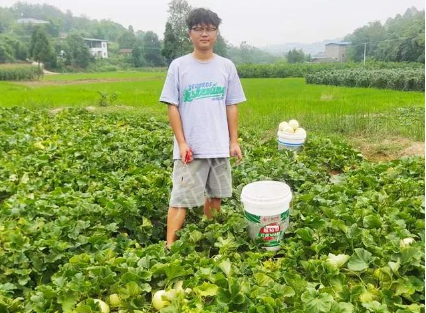 蔬菜種子種植戶客戶點(diǎn)評(píng)-甜瓜新品上市，每個(gè)賣9元，很暢銷！