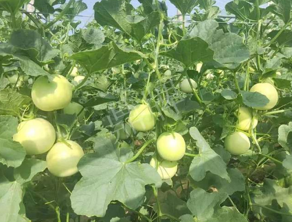 蔬菜種子種植戶客戶點(diǎn)評(píng)-種植這個(gè)新品種，我感到非常滿意！