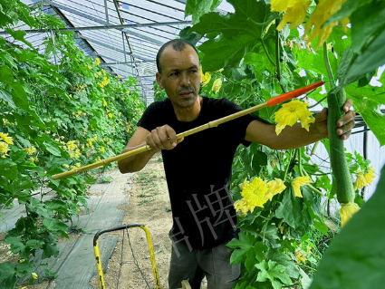 蔬菜種子種植戶客戶點(diǎn)評(píng)-這種絲瓜在法國(guó)，批發(fā)都是30元/kg