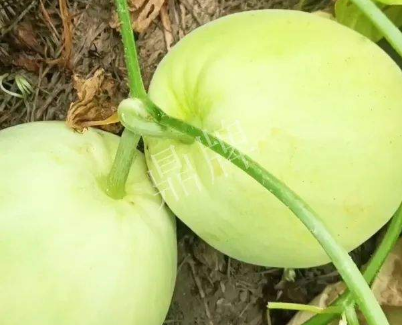蔬菜種子種植戶客戶點(diǎn)評(píng)-我終于找到滿意的甜瓜品種了！