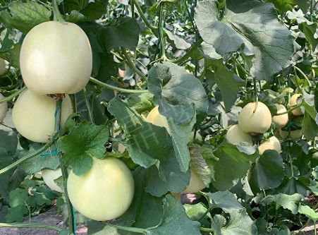 蔬菜種子種植戶客戶點評-“玉奶香2號”甜瓜，真的有那么好嗎？
