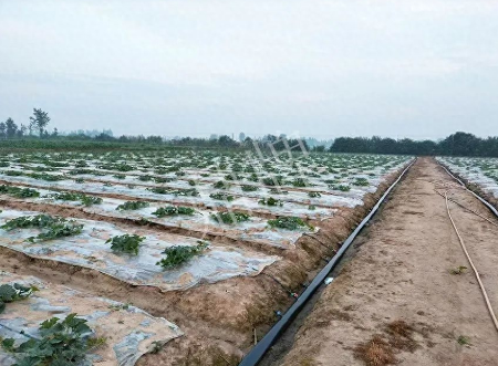 蔬菜種子種植戶客戶點評-80后大廚回鄉(xiāng)種甜瓜，第一年就賺15萬！
