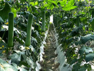 蔬菜種子種植戶客戶點評-高手在民間，浙江蒼南的絲瓜在下半年至春節(jié)，都有大量上市！