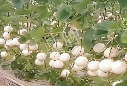 蔬菜種子種植戶客戶點評-現(xiàn)在的瓜菜價格不好，但我種植的優(yōu)質(zhì)甜瓜還是有好的收入！