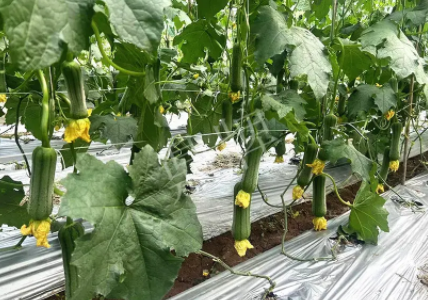 蔬菜種子種植戶客戶點評-這個新品種好不好？？？見證的時候到了！
