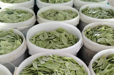 蔬菜種子種植戶客戶點評-時隔20年，我再種這個品種，大家來看看，怎么樣？