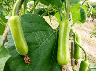蔬菜種子種植戶客戶點(diǎn)評-科研人員發(fā)誓研究的一個(gè)抗高溫品種，您可能需要！