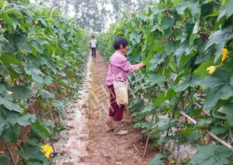 蔬菜種子種植戶客戶點(diǎn)評-85歲老奶奶，還是種植基地的領(lǐng)頭人，做的怎么樣？一起去看看…