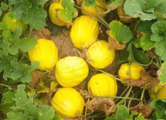 蔬菜種子種植戶客戶點(diǎn)評-瓜農(nóng)說：“還得是這個(gè)品種??！”，什么品種讓種植戶如此感慨？